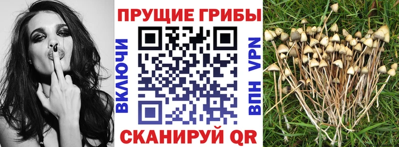 Псилоцибиновые грибы Cubensis  Нолинск 
